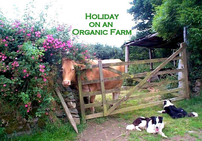 Polly and the dogs at the orchard gate at East Penrest Organic Farm