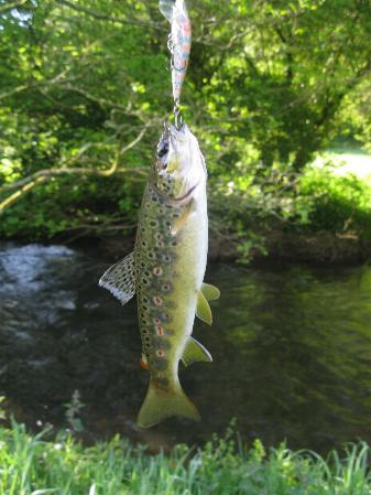 Trout from the River Inney